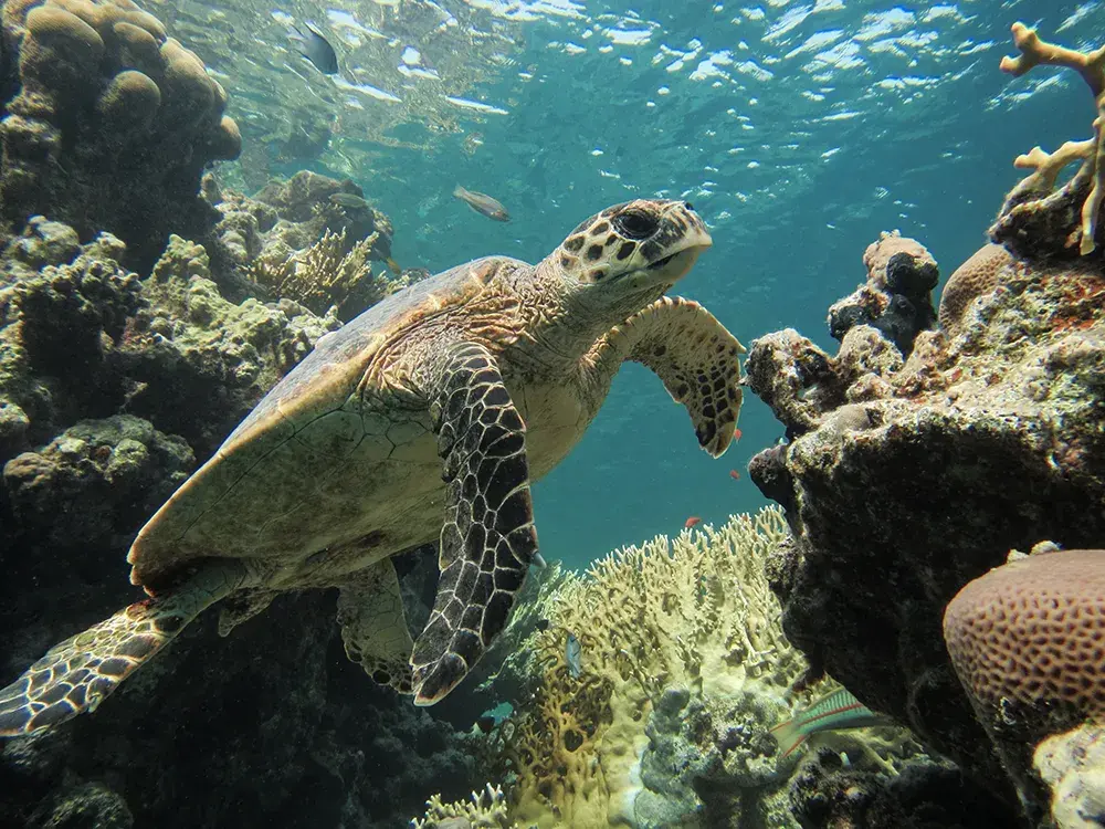 Cup01 tortue respect des oceans